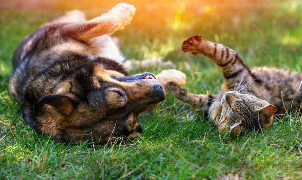 can a dog overdose on probiotics