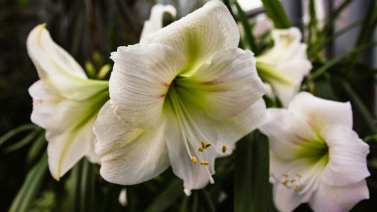 Phalaenopsis-Flourish---Mastering-Phalaenopsis-Orchid-Plant-Care-on-guestposting